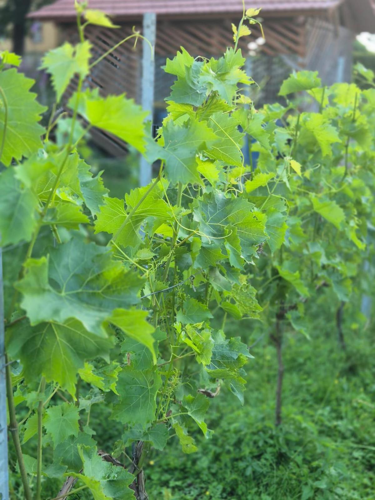Ferienwohnung Weingut Lahmer August Kretzschau Buitenkant foto