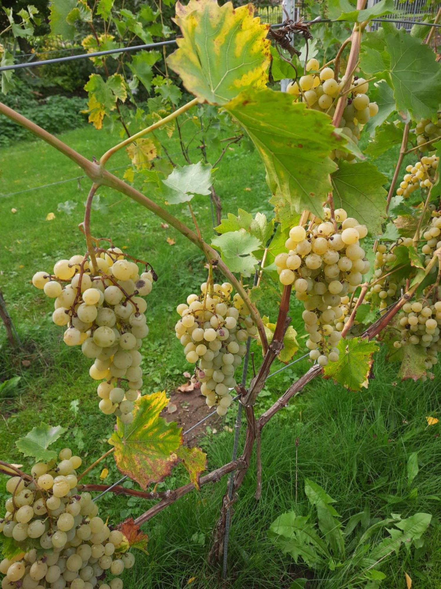 Ferienwohnung Weingut Lahmer August Kretzschau Buitenkant foto